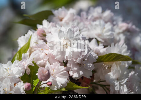 Japanese Cherry Flowers in Bloom in Springtime Stock Photo