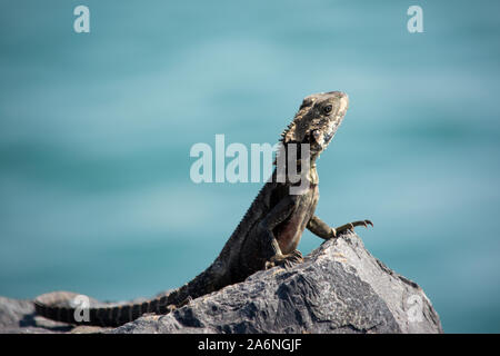 Lizard on rocks, Australian reptile, Eastern Water Dragon, sitting overlooking the ocean, blue sea background, Australia Stock Photo