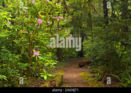 CA03794-00...CALIFORNIA - Native rhododendrons blooming among the redwood trees along the Hiochi Trail in Jedediah Smith Redwoods State Park. Stock Photo