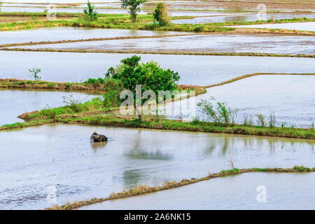 Scenery of flooded rice paddies. Agronomic methods of growing rice  with water in which rice sown in Thailand. Stock Photo