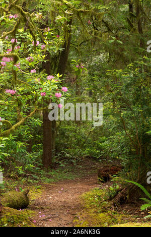 CA03797-00...CALIFORNIA - Native rhododendrons blooming among the redwood trees along the Hiochi Trail in Jedediah Smith Redwoods State Park. Stock Photo