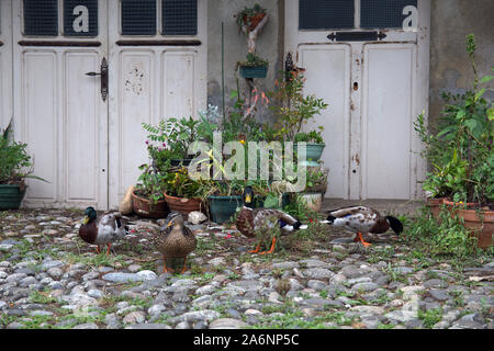 Ducks on the river bank at Argentat, Correze, France Stock Photo