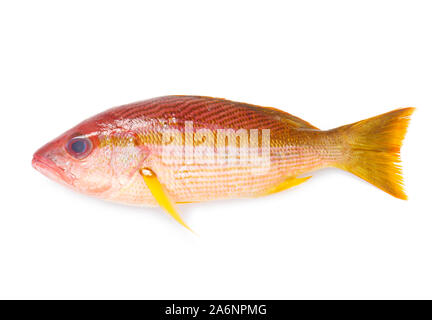 Whole Red Snapper Isolated On White Stock Photo