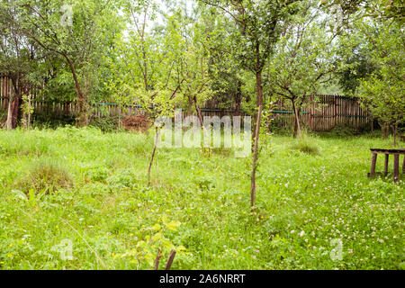 the apple orchard behind the house and an old bench Stock Photo