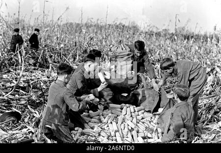 Boy Scouts, Boy Scout Farm, 1917 Stock Photo - Alamy