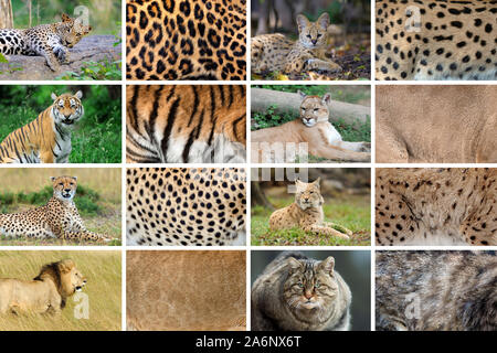 Collection of eight Wild cats animals and their true skin fur textures Stock Photo