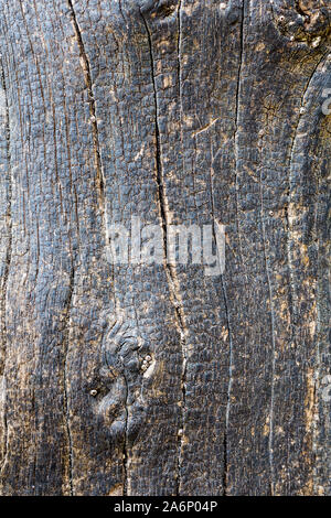 Burned wood texture, black and beige Stock Photo