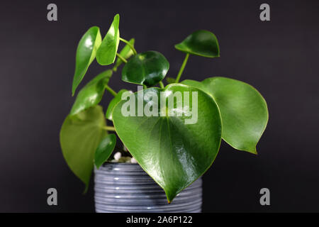 Tropical 'Peperomia Polybotrya Radiator Plant' house plant with thick heart-shaped leaves in gray flower pot on dark black background