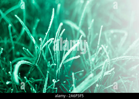 First frosts on green mint grass with beautifully falling light from the sun, late autumn. Natural background. Top view, close up. Stock Photo