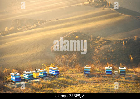 bee hives landscape background hills apiculture golden sunset light copyspace Stock Photo