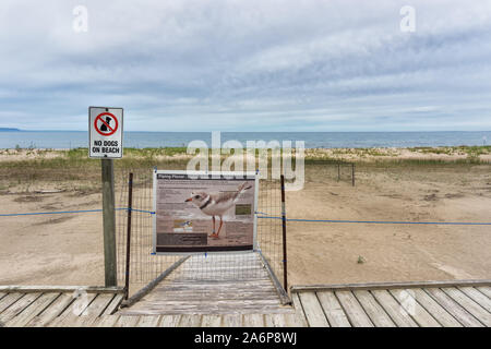 Canada Ontario Collingwood resticted area, natur, risk art, Piping Plover Stock Photo