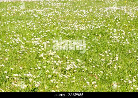 Tiny white common daisy Bellis perennis flowers among grass lawn in spring Stock Photo