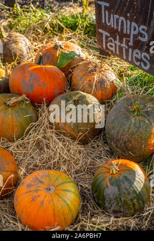 Autumn Harvest of Pumpkins For Sale at a Farm Shop in Scotland Stock Photo