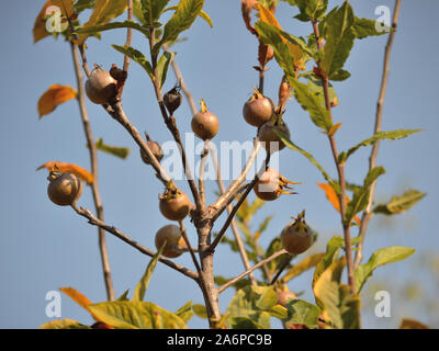 Medlar fruit ripening on tree, Mespilus germanica Stock Photo
