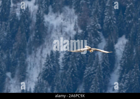 natural bearded vulture (gypaetus barbatus) flying over forest in winter Stock Photo