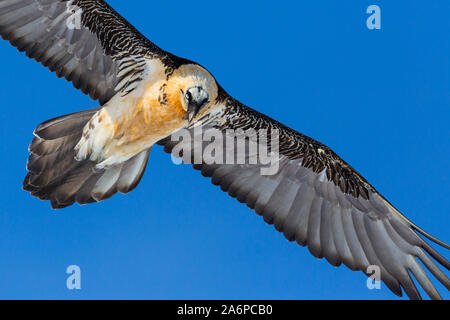 close-up bearded vulture (gypaetus barbatus) in flight in blue sky Stock Photo