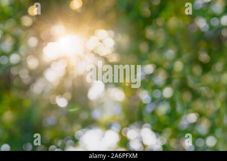 Abstract blurred green natural background. The rays of the sun in the foliage with defocusing. Stock Photo