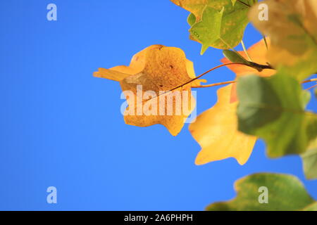 Fall leaves on tree, blue sky in background Stock Photo