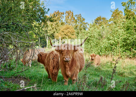 Highland Cattle or Kyloe on pasture, Waldfeucht, North Rhine-Westphalia, Germany Stock Photo