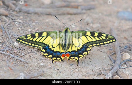 Southern swallowtail (Papilio alexanor) butterfly with its wings spread. This species, also known as the Alexanor, is native to southern Europe. Photo Stock Photo