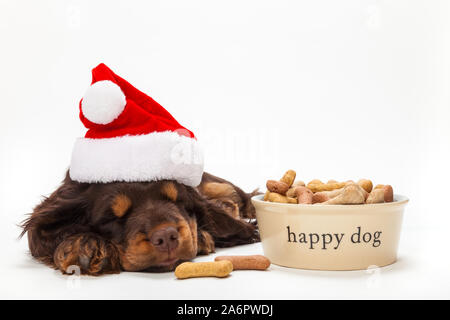 Cute Cocker Spaniel puppy dog sleeping wearing a Christmas Santa hat on a white background next to a food bowl full of bone shaped biscuits Stock Photo