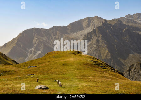 Elevated, scenic view of an Alpine mountain landscape with cows grazing in a pasture in a sunny summer day, Colle dell'Agnello, Piedmont, Italy Stock Photo