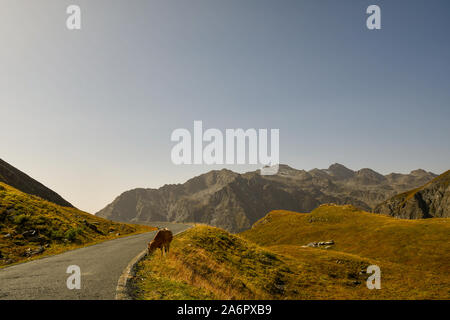 View of a mountain landscape in the Italian Alps with a cow grazing in a pasture crossed by the road leading to Colle dell'Agnello, Piedmont, Italy Stock Photo