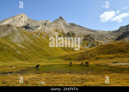 Scenic view of a mountain landscape with horses drinking in an Alpine lake in late summer, Chianale, Colle dell'Agnello, Cuneo, Piedmont, Italy Stock Photo