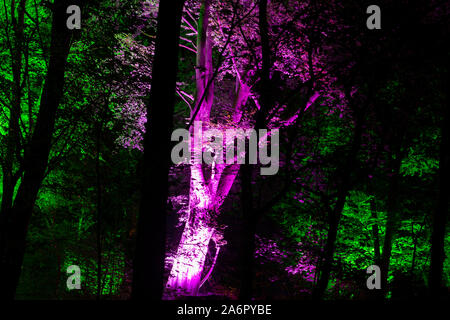 surreal scary forest dark background. Light passing through the trees during a foggy night in the woods5 Stock Photo