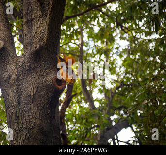 A squirrel is pauses as it climbs down a tree and has nuts in the mouth Stock Photo