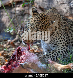An adult female leopard (Panthera pardus) feeding on its kill of a young Impala near the Khwai River in Botswana, Africa. Stock Photo