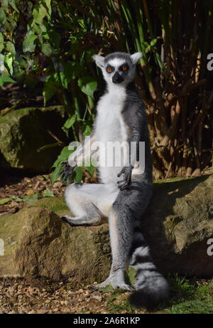 Ring Taled Lemur Sitting in a Yoga Type Pose Stock Photo