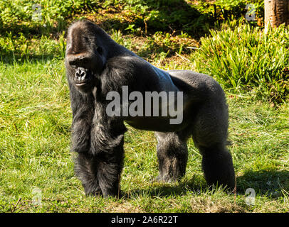 western-lowland-gorilla-at-