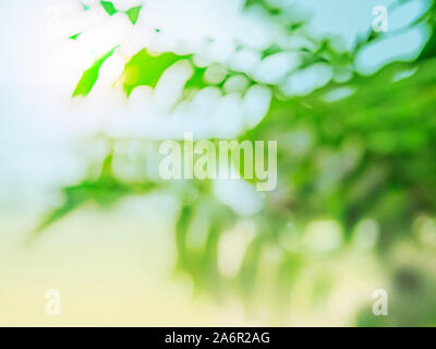 Tropical summer background. Abstract bokeh light with blurred green palm leaves. Copy space for text or design. Stock Photo
