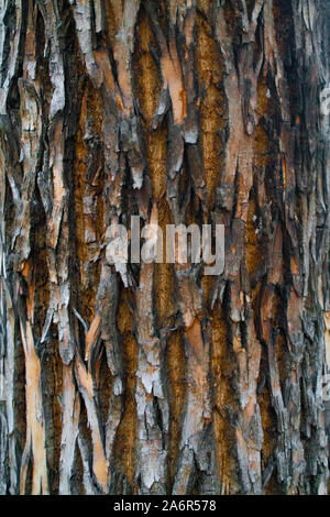 Texture of gray tree bark for 3D modeling. Tree with gray bark, Stock Photo