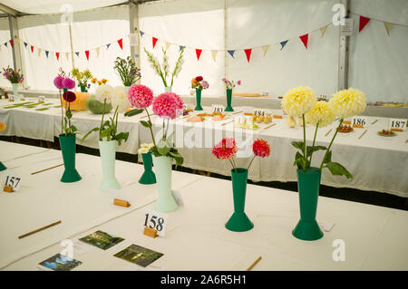 Dahlias in vases in the flower tent at the village flower show with Bunting Stock Photo