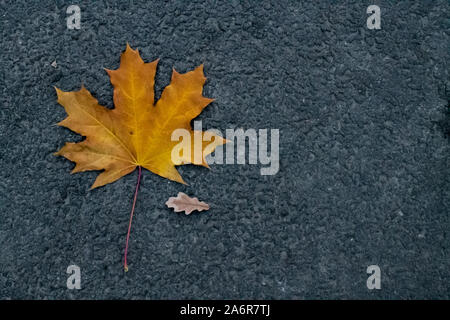 a small autumn fallen oak leaf and a large yellow maple leaf on gray asphalt. Stock Photo