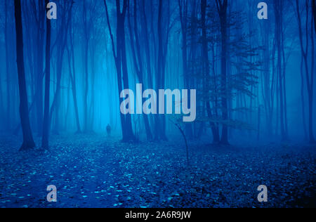 Person walking in the night through forest in the fog Stock Photo
