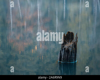 Tree stump mirroring in the lake in autumn day Stock Photo