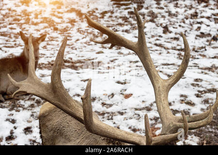 Big horns of maral in nature. Siberian stag, mammal Stock Photo