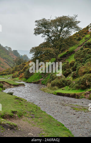 Lone tree by a stream or river in Carding Mill Valley, Shropshire, in the Autumn fall Stock Photo