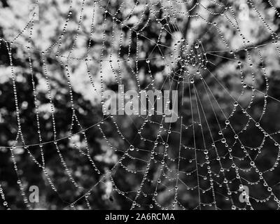 Spider web closeup with water drops Stock Photo
