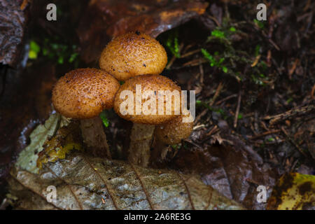 Macro photograph of armillaria mellea mushroom captured during autumn season in Lithuanian forest. Stock Photo