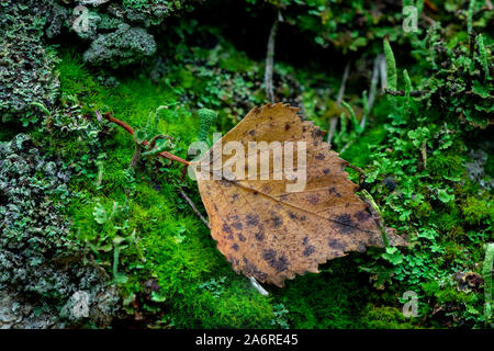 Yellow dried tree leaf fallen on the forest floor in wet moss. Stock Photo