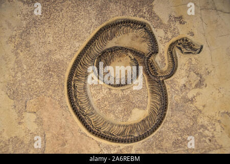 Fossil Snake skeleton (Boavus idelmani) Green River Formation, Fossil Butte National Monument, Kemmerer, Wyoming - 50 million years old Stock Photo