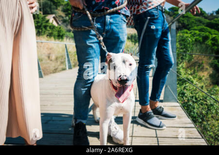 closeup of a group of young people walking a male mongrel dog, mix of Bull Terrier, Pit Bull and American Staffordshire Terrier Stock Photo