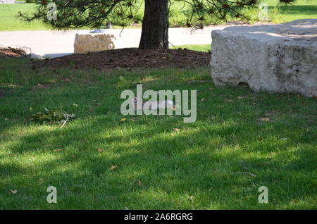 Late Spring in Nebraska: Eastern Cottontail Rabbit Lounging in the Shade in Pioneer Courage Park Stock Photo