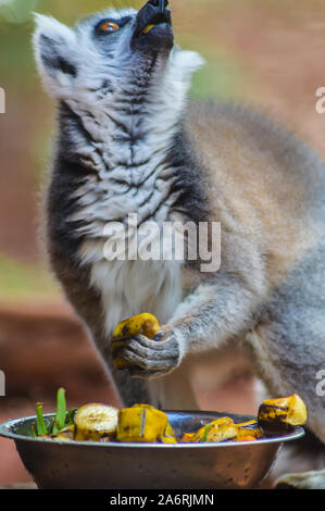 Madagascar catta lemur or maki mococo or maki with ringed tail or ringed tail lemur eating banana pieces by hand. Stock Photo