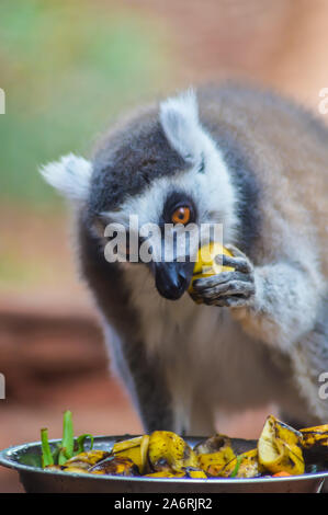 Madagascar catta lemur or maki mococo or maki with ringed tail or ringed tail lemur eating banana pieces by hand. Stock Photo