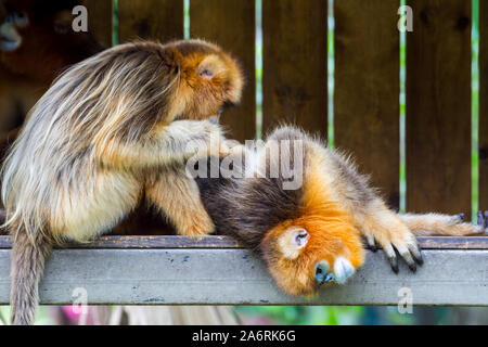 A mother golden snub-nosed monkey searching search  lice in the hair of a baby golden monkey,   an Old World monkey in the subfamily Colobinae. It is Stock Photo